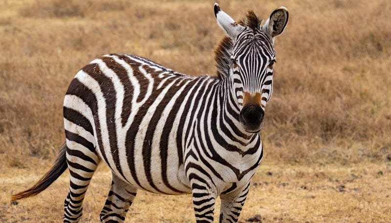 Serengeti National Park